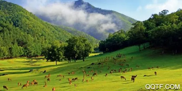 伊春旅游(旅游服务平台) 伊春旅游(旅游服务平台)