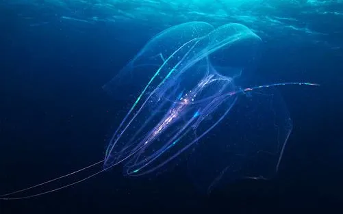 景德镇易停车 景德镇易停车