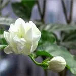 ��������v1.0.1 �ֻ���