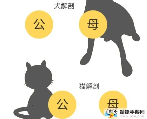 3dbody宠物解剖app 3dbody宠物解剖app