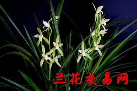 兰花交易网2026下载安装