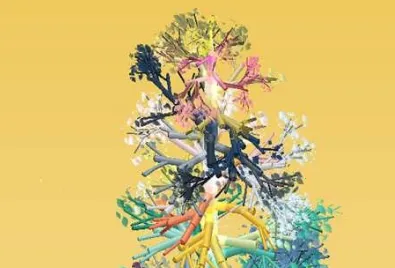 旋转之树2026官方正版