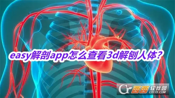 easy解剖